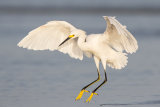 Snowy Egret