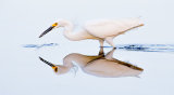 Snowy Egret