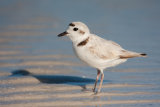 Snowy Plover