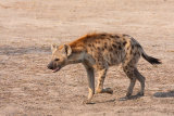 Spotted Hyaena