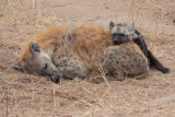 Spotted Hyena
