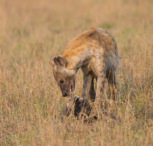 Spotted Hyena