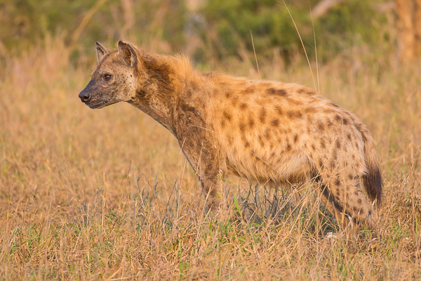 Spotted Hyena