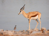 Springbok