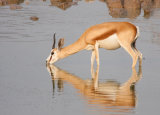 Springbok