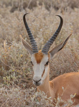 Springbok