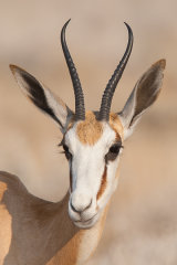Young Springbok