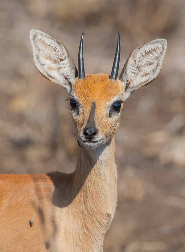 Steenbok