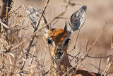 Steenbok