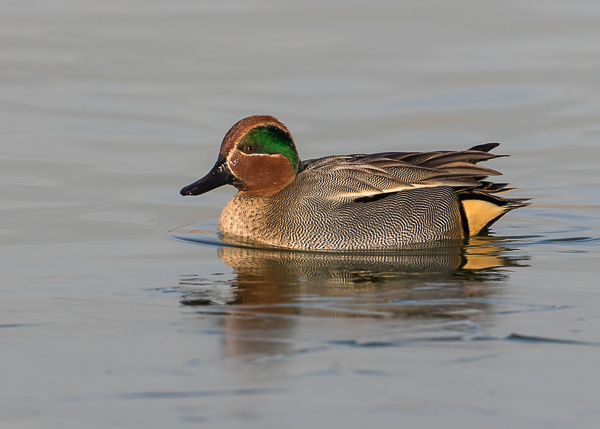 Male Teal