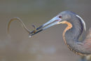 Tri-Coloured Heron with young eel