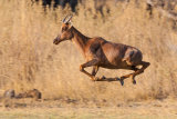 Tsessebe in flight