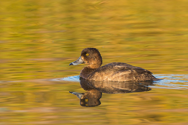 Female Tufted Duck