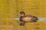 Female Tufted Duck