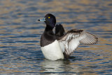 Tufted Duck