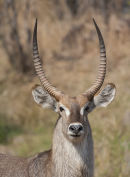 Male Waterbuck