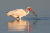 White Ibis with crab