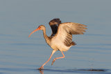 Immature White Ibis