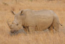 White Rhinoceros