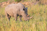 White Rhinoceros