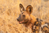 African Wild Dog
