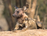 Wild dog
