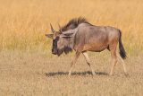 Blue Wildebeest