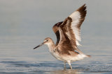 North American Willet
