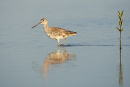 North American Willet and mangrove shoot
