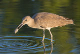 North American Willet