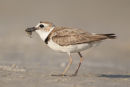Wilson's Plover with fiddler crab