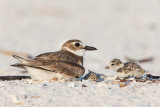 Wilson's Plover with Chick