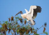 Wood Stork