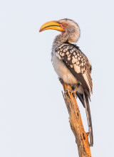 Yellow Billed Hornbill