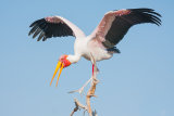 Yellow Billed Stork