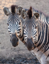 Zebras