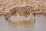 Zebra and Black Backed Jackal