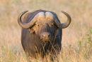 Buffalo
