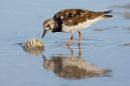 Turnstone with crab