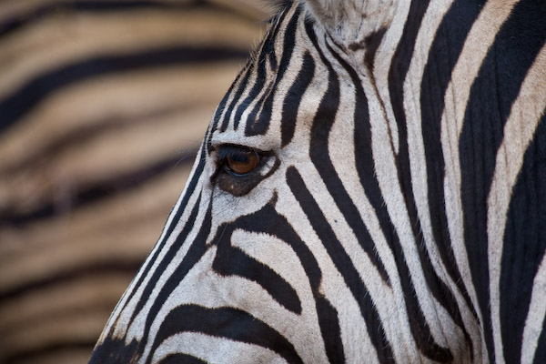 Zebra