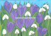 Crocuses and snowdrops