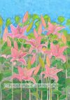Pink Lilies