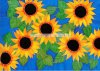 Sunflowers