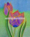 Blue and purple tulips