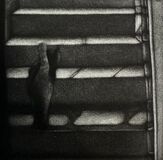 And The Cat Crept In mezzotint