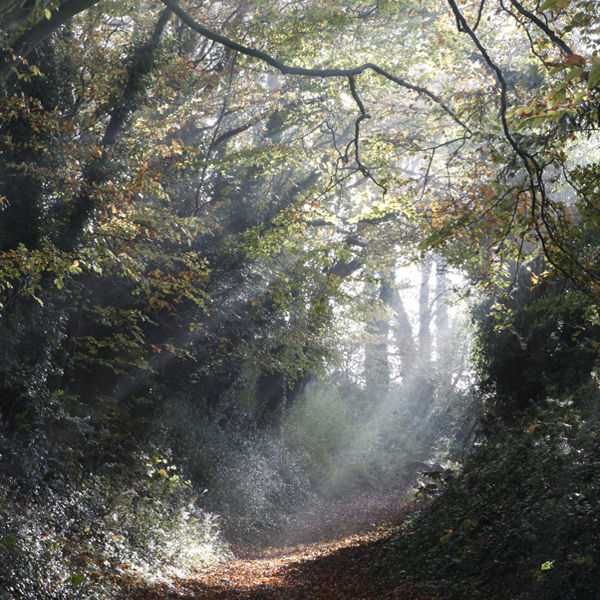 Footpath at Corton