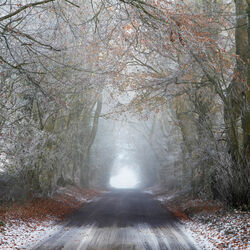 Beech avenue, Sixpenny Handley