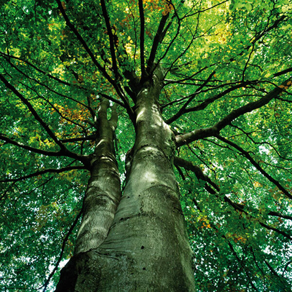 Beech tree