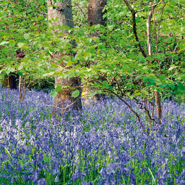 Bluebell wood, Chicksgrove