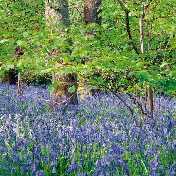 Bluebell wood, Chicksgrove